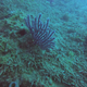 More coral found in the Corazones reef.